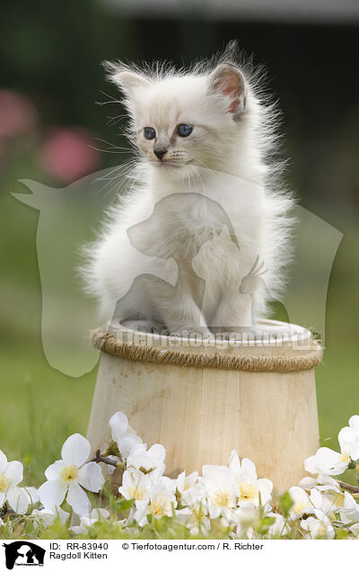 Ragdoll Ktzchen / Ragdoll Kitten / RR-83940