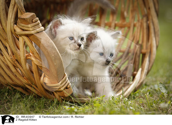 2 Ragdoll Ktzchen / 2 Ragdoll Kitten / RR-83947