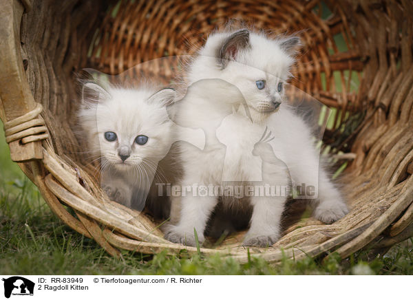 2 Ragdoll Ktzchen / 2 Ragdoll Kitten / RR-83949