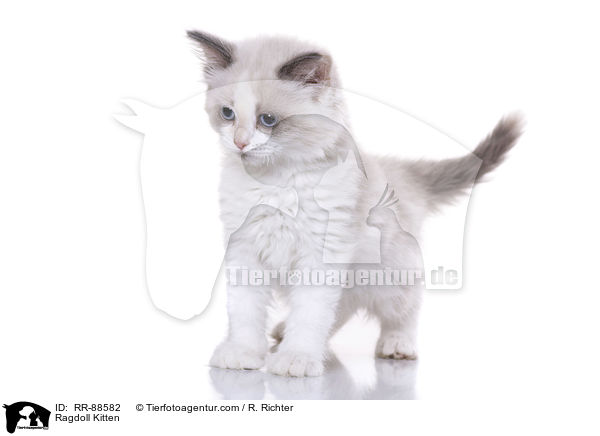 Ragdoll Ktzchen / Ragdoll Kitten / RR-88582