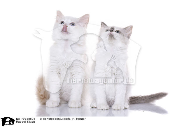 Ragdoll Ktzchen / Ragdoll Kitten / RR-88595