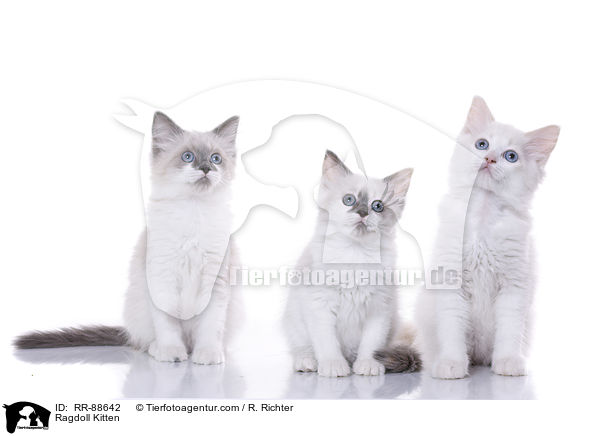 Ragdoll Ktzchen / Ragdoll Kitten / RR-88642