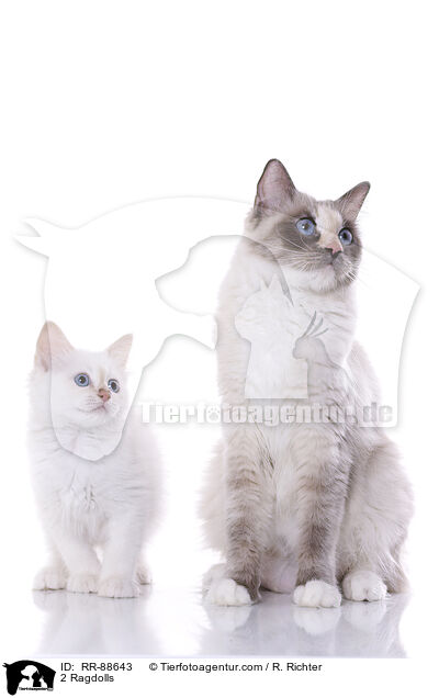 2 Ragdolls / 2 Ragdolls / RR-88643