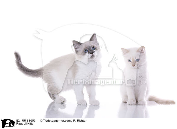 Ragdoll Ktzchen / Ragdoll Kitten / RR-88653