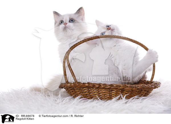 Ragdoll Ktzchen / Ragdoll Kitten / RR-88678