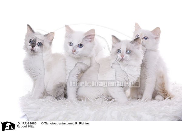 Ragdoll Ktzchen / Ragdoll Kitten / RR-88680