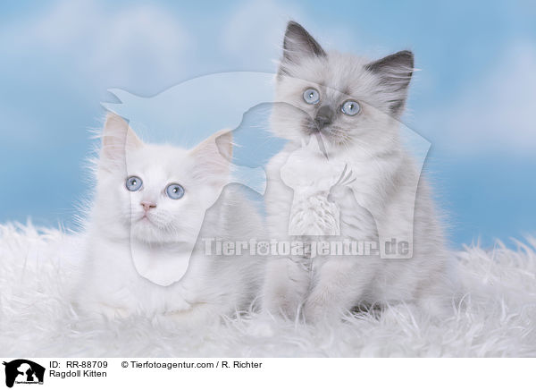 Ragdoll Ktzchen / Ragdoll Kitten / RR-88709