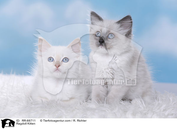 Ragdoll Ktzchen / Ragdoll Kitten / RR-88711