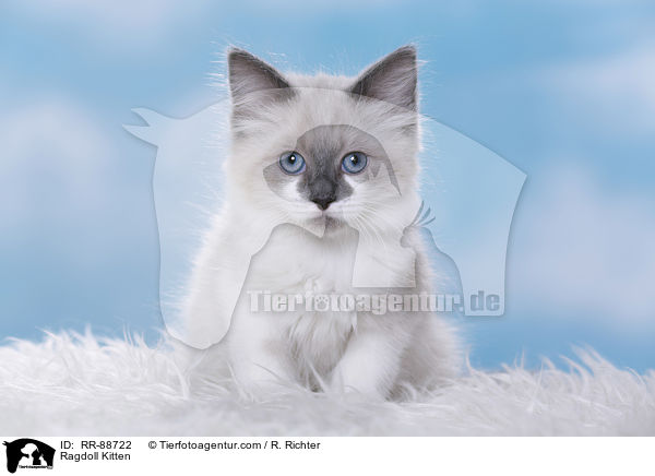 Ragdoll Ktzchen / Ragdoll Kitten / RR-88722