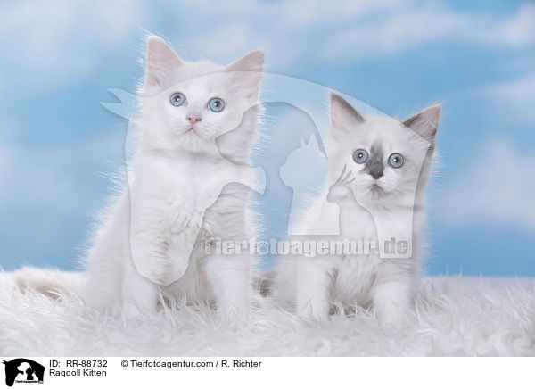 Ragdoll Ktzchen / Ragdoll Kitten / RR-88732