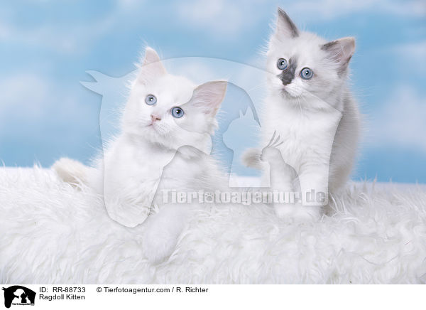 Ragdoll Ktzchen / Ragdoll Kitten / RR-88733