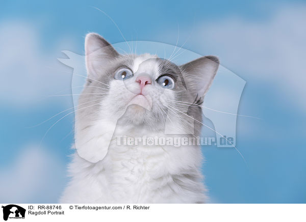 Ragdoll Portrait / Ragdoll Portrait / RR-88746