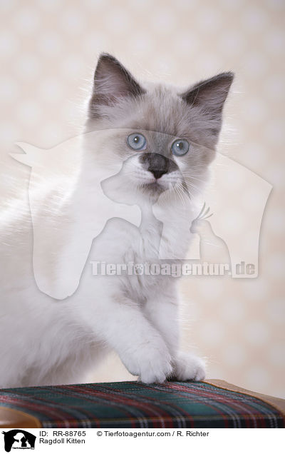 Ragdoll Ktzchen / Ragdoll Kitten / RR-88765