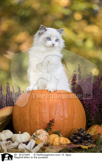 Ragdoll Ktzchen im Krbis / Ragdoll kitten in the pumpkin / SI-01064