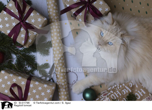 Ragdoll Kater / Ragdoll tomcat / SI-01796