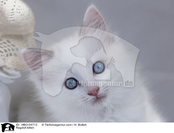 Ragdoll Ktzchen / Ragdoll kitten / HBO-04713