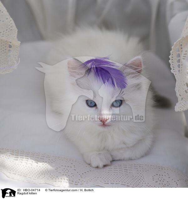 Ragdoll Ktzchen / Ragdoll kitten / HBO-04714