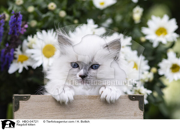 Ragdoll Ktzchen / Ragdoll kitten / HBO-04721