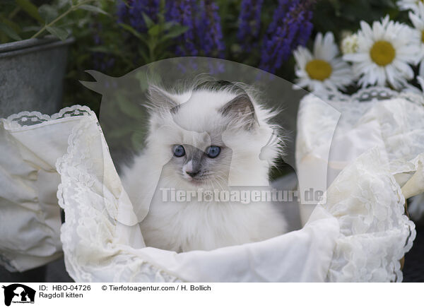 Ragdoll Ktzchen / Ragdoll kitten / HBO-04726