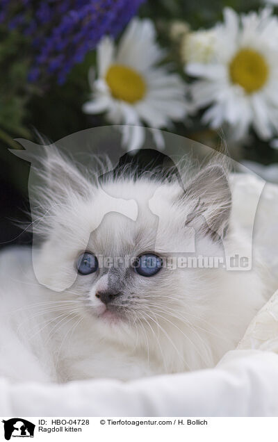 Ragdoll Ktzchen / Ragdoll kitten / HBO-04728