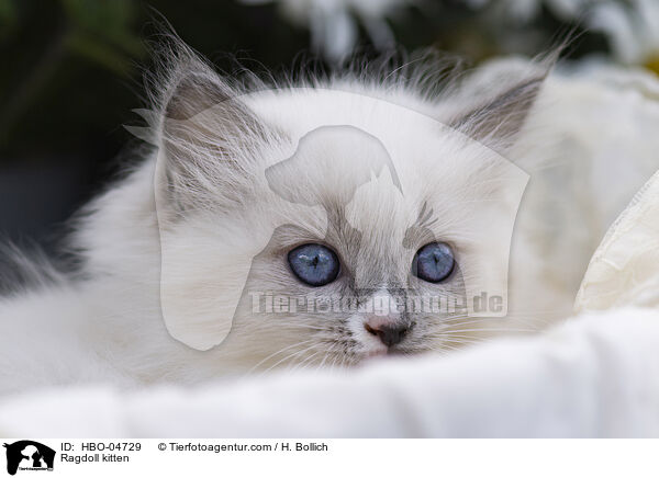 Ragdoll Ktzchen / Ragdoll kitten / HBO-04729