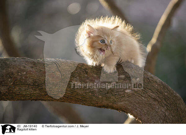 Ragdoll kitten / JM-19140