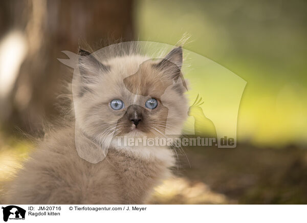 Ragdoll Ktzchen / Ragdoll kitten / JM-20716