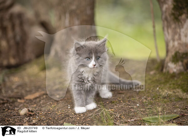 Ragdoll Ktzchen / Ragdoll kitten / JM-20749