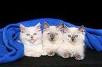 3 snuggling ragdoll kitten