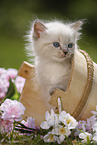 Ragdoll Kitten