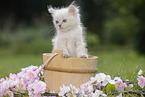 Ragdoll Kitten