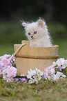 Ragdoll Kitten