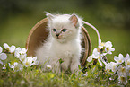 Ragdoll Kitten