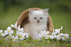 Ragdoll Kitten