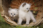 2 Ragdoll Kitten