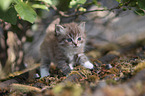 Ragdoll Kitten