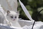 Ragdoll kitten