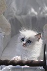 Ragdoll kitten