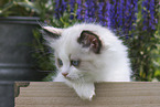 Ragdoll kitten