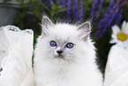 Ragdoll kitten