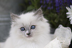 Ragdoll kitten