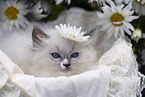 Ragdoll kitten