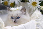 Ragdoll kitten