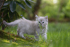 Ragdoll kitten