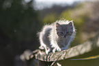 Ragdoll kitten