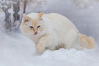 Ragdoll in winter