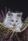 Ragdoll kitten