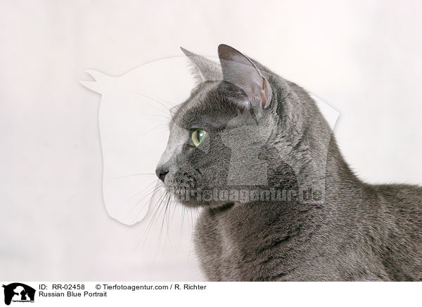 Russisch Blau im Portrait / Russian Blue Portrait / RR-02458