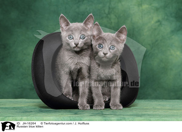 Russisch Blau Ktzchen / Russian blue kitten / JH-16264
