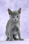 Russian Blue Kitten